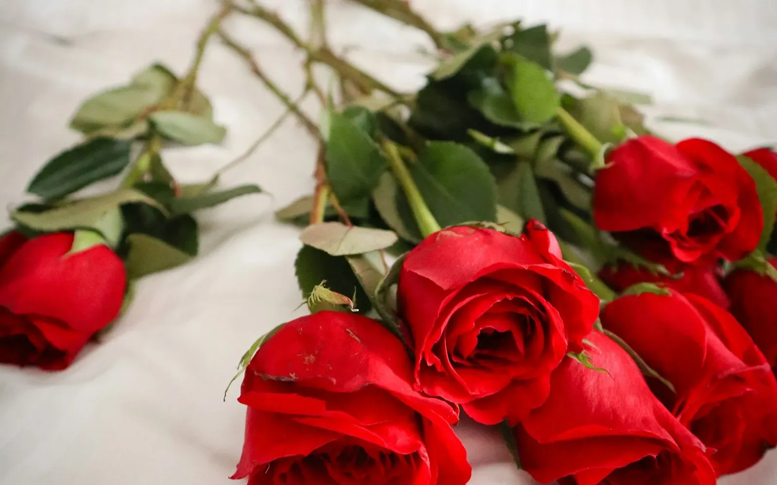 Rote Rosen auf einem weißen Bettlaken